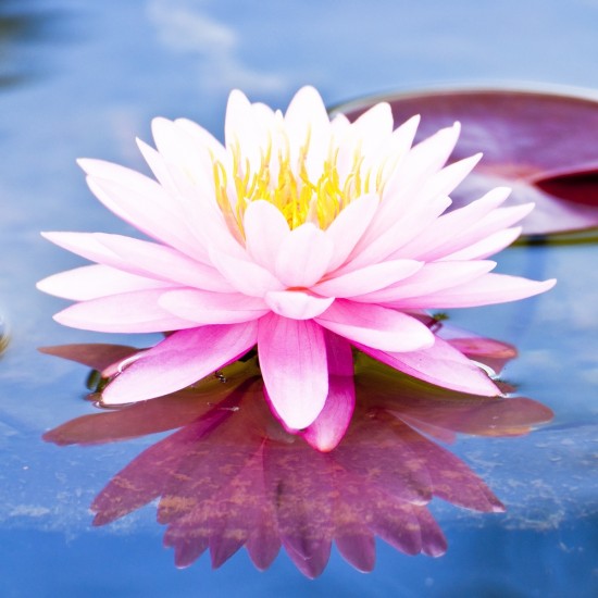 Lotus and Litchi Flower Αρωματικό Έλαιο