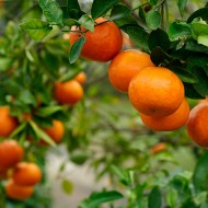 Πορτοκάλι Αιθέριο Έλαιο 
