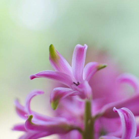 Hyacinth -Υάκινθος Αρωματικό έλαιο 