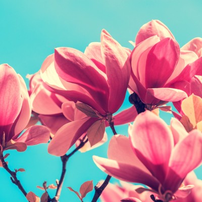 Magnolia and Rose Αρωματικό Έλαιο 