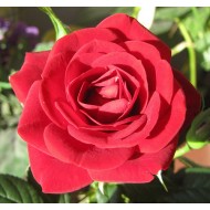 Τριαντάφυλλο 5% διάλυμα σε τζοτζόμπα Αιθέριο Έλαιο 