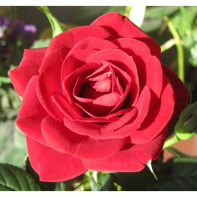 Τριαντάφυλλο 5% διάλυμα σε τζοτζόμπα Αιθέριο Έλαιο 
