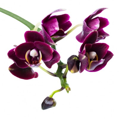 Black Orchid Αρωματικό Έλαιο